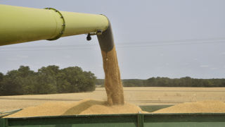 En lien avec la Coupe du monde de rugby en 2023 et des Jeux olympiques de 2024, FranceAgriMer anticipe une hausse des utilisations de blé et d'orge.