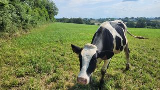 Les prairies naturelles ou zones de passage à proximité directe de bois ou de haies sont identifiées comme des zones à risque de maladies transmises par les tiques. Les prairies naturelles ou zones de passage à proximité directe de bois ou de haies sont identifiées comme des zones à risque de maladies transmises par les tiques.