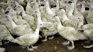 Deux nouveaux foyers de grippe aviaire ont été identifiés le 11 juillet au sein d'élevages de canards à Saint-Yaguen et Maylis (Landes).