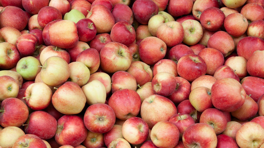 Avec 1,58 million de tonnes de pommes prévues en 2023, la production augmenterait de 9 % par rapport à 2022.