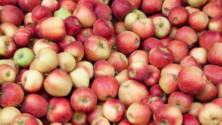 Avec 1,58 million de tonnes de pommes prévues en 2023, la production augmenterait de 9 % par rapport à 2022. Avec 1,58 million de tonnes de pommes prévues en 2023, la production augmenterait de 9 % par rapport à 2022.
