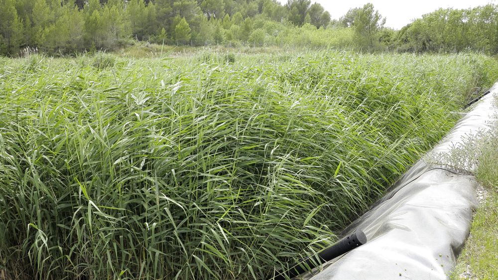 A la station de Murviel-lès-Montpellier, dans l'Hérault, l'épuration des eaux usées se fait par un filtre de roseaux.
