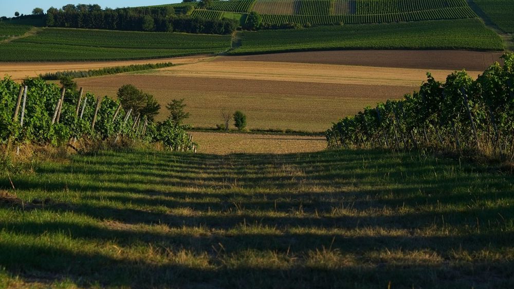 Grâce au nouveau portail des plans de délimitation géographique, il est désormais possible de consulter en ligne les tracés officiels des aires de produits sous appellation.