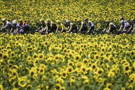 En Aquitaine le 8 juillet, certains rêvent encore de maillot jaune en fendant les champs de tournesols. En Aquitaine le 8 juillet, certains rêvent encore de maillot jaune en fendant les champs de tournesols.