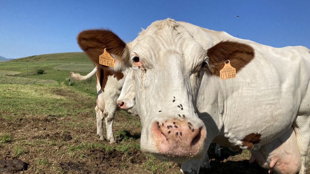 Au-delà de la gêne occasionnée, les mouches sont vectrices de nombreuses maladies pour les ruminants.