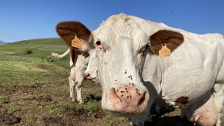 Au-delà de la gêne occasionnée, les mouches sont vectrices de nombreuses maladies pour les ruminants. Au-delà de la gêne occasionnée, les mouches sont vectrices de nombreuses maladies pour les ruminants.