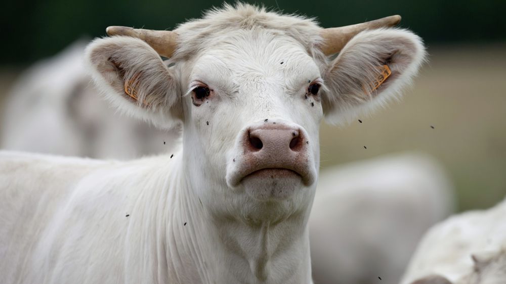 Des moucherons culicoïdes infectés transmettent le virus EHD aux bovins et cervidés.