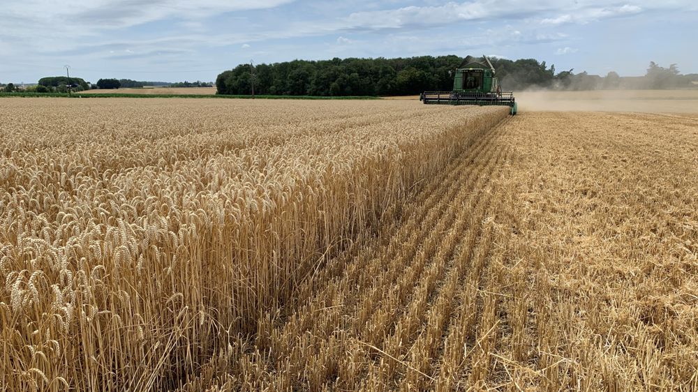 Si les zones les plus au nord commençaient la récolte du blé tendre le 17 juillet, celle-ci était bien avancée dans la grande moitié sud.