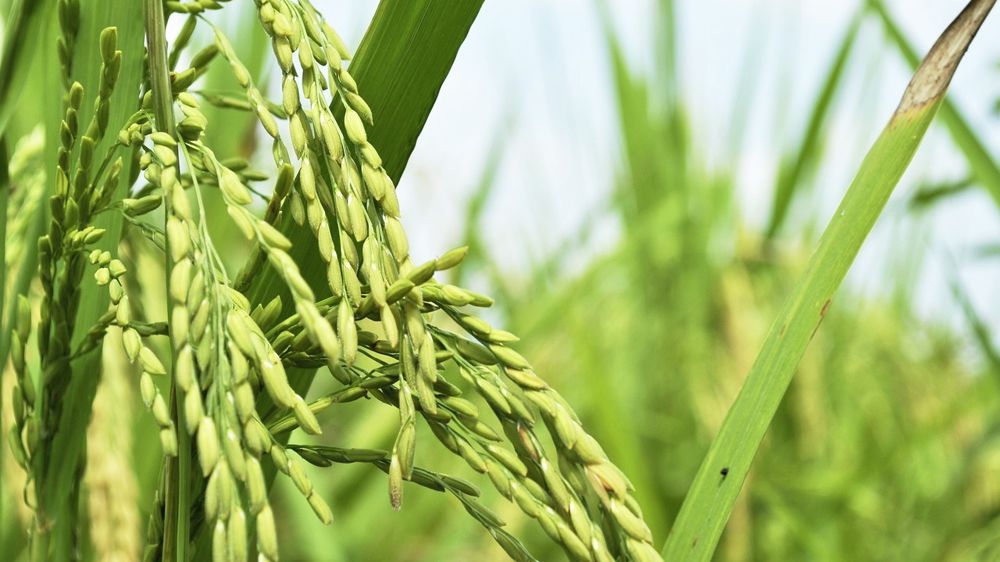 Le gouvernement indien vient d'interdire les exportations de riz non basmati. L'Inde réalise 40% des exporations mondiales de cette céréale.