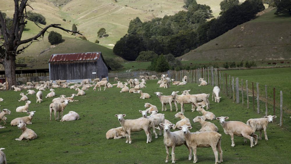 « De 75 à 80 % des agriculteurs connaissent déjà leurs chiffres d’émissions », expliquait le ministre de l’Environnement, James Shaw, dans le journal Farmers Weekly en juin dernier.