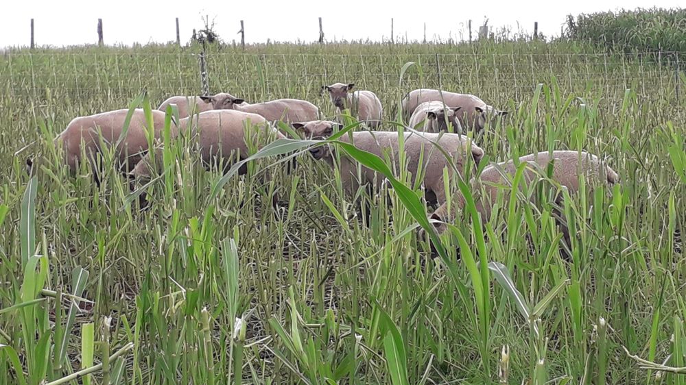 Des brebis expérimentent l'appétence de deux variétés de sorgho au pâturage.