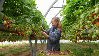 Cent mille saisonniers agricoles travaillant entre trois et six mois dans l'année ont vu leurs indemnités de chômage se réduire de l'ordre de 34 à 23 euros par jour après la réforme de l'assurance chômage de 2019-2021. Cent mille saisonniers agricoles travaillant entre trois et six mois dans l'année ont vu leurs indemnités de chômage se réduire de l'ordre de 34 à 23 euros par jour après la réforme de l'assurance chômage de 2019-2021.