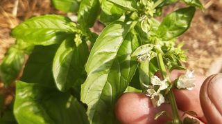 Pincez ou coupez régulièrement les hampes florales des plantes aromatiques permet de prolonger les récoltes jusqu’à l’automne.
