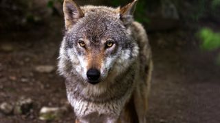 Les présidents de six conseisl départementaux demandent à Elisabeth Borne de tenir compte du pastoralisme dans la préparation du prochain plan national loup. Les présidents de six conseisl départementaux demandent à Elisabeth Borne de tenir compte du pastoralisme dans la préparation du prochain plan national loup.