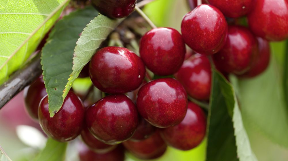 En 2023, la campagne de récolte des cerises a été marqué par des épisodes climatiques défavorables et une multiplication des attaques de mouches ravageuses.