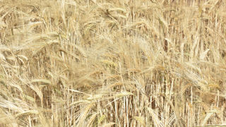 La Chine annonce la suppression de ses surtaxes à l'importation sur l'orge australienne.