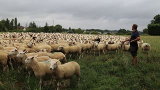 Le pâturage des intercultures par les moutons revient au goût du jour.