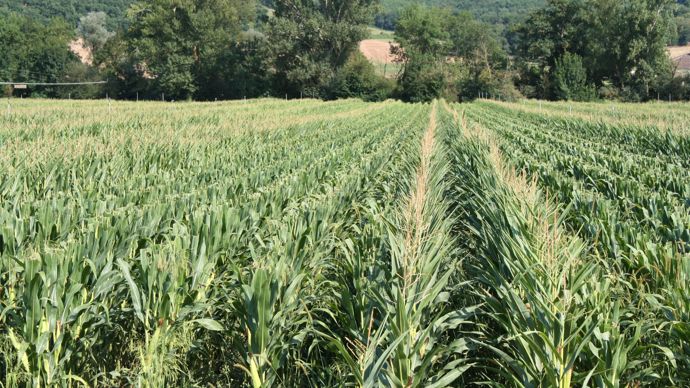 La possibilité de se regrouper en OP devrait permettre aux agriculteurs-multiplicateurs de semences de mieux négocier avec les établissements semenciers.