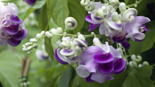 Jolie plante grimpante, Phaseolus Caracalla développe en continu des grappes de fleurs parfumées au fil de l’été.