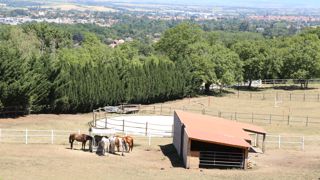 Le député de l’Essonne, Nicolas Dupont-Aignan, a déposé une proposition de loi au début de juillet pour changer le statut du cheval.