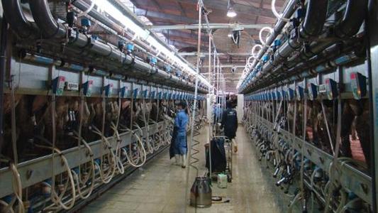 TH Milk Vietnam