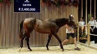 Le top price des enchères de yearlings à Deauville a atteint 2,4 millions d'euros pour la vente d'août 2023. Le top price des enchères de yearlings à Deauville a atteint 2,4 millions d'euros pour la vente d'août 2023.