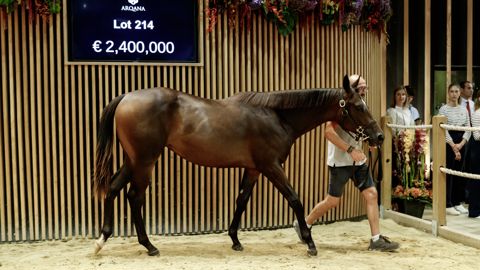 Le top price des enchères de yearlings à Deauville a atteint 2,4 millions d'euros pour la vente d'août 2023. Le top price des enchères de yearlings à Deauville a atteint 2,4 millions d'euros pour la vente d'août 2023.