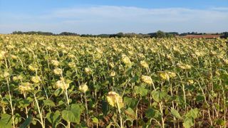 La Commission européenne a revu à la hausse, le 21 août 2023, ses prévisions de rendement pour le tournesol. La Commission européenne a revu à la hausse, le 21 août 2023, ses prévisions de rendement pour le tournesol.