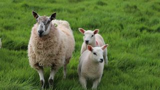 Trois militantes du groupe Animal Rising ont été inculpées pour avoir volé en mai trois agneaux dans le domaine de Sandringham, propriété du roi Charles III. Trois militantes du groupe Animal Rising ont été inculpées pour avoir volé en mai trois agneaux dans le domaine de Sandringham, propriété du roi Charles III.