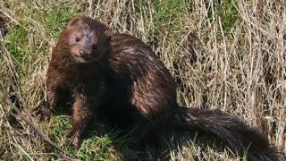 La Finlande a ordonné l'abattage de 120 000 renards et visons face à l'épidémie de grippe aviaire. La Finlande a ordonné l'abattage de 120 000 renards et visons face à l'épidémie de grippe aviaire.