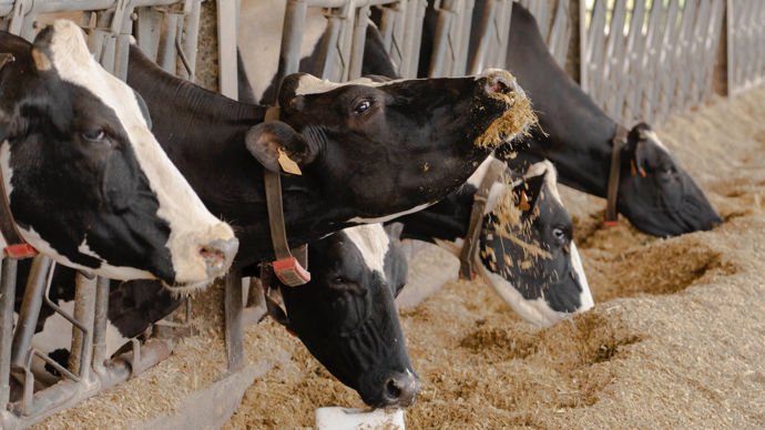 L’alimentation animale souffre de la décapitalisation, que ce soit pour les aliments complets ou pour les aliments minéraux et les blocs à lécher.