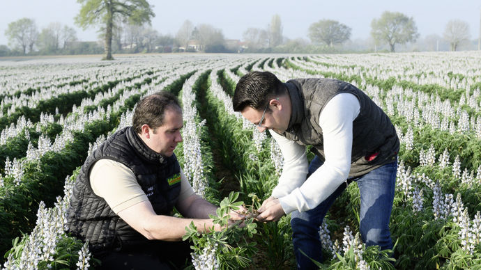 Technico commercial et agriculteur producteur de lupin.