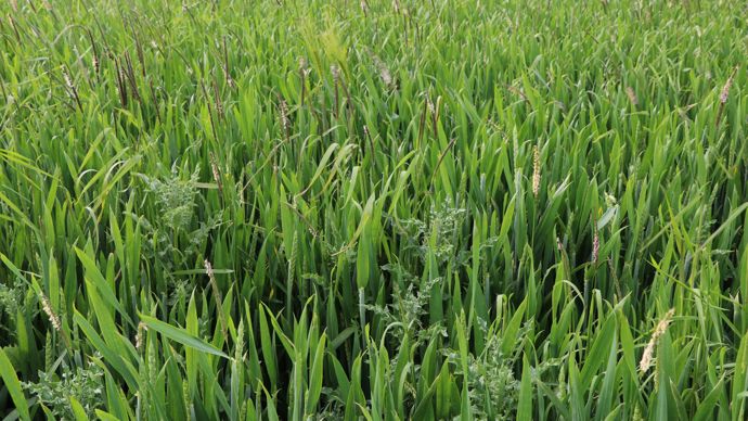 La présence de vulpins et ray-grass continue d'augmenter, et le charbon constitue désormais la cible n° 1 en dicot.