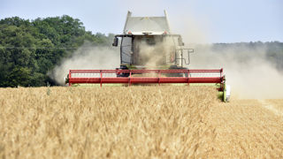 La demande des pays d'Afrique du Nord et du Moyen-Orient devrait limiter la baisse des exportations européennes d'orge.