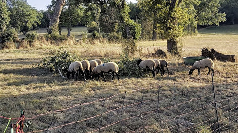 Les feuilles des arbres peuvent remplacer l'herbe quand elle vient à manquer après le 15 août. Les feuilles des arbres peuvent remplacer l'herbe quand elle vient à manquer après le 15 août.