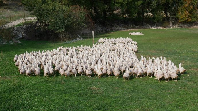 Le rapprochement envisagé entre Maïsadour et Euralis concernait principalement la filière canards gras.