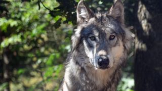 La Commission européenne lance un appel pour recueillir les données sur les populations de loups présentes sur le territoire européen afin d’étudier leur état de conservation. La Commission européenne lance un appel pour recueillir les données sur les populations de loups présentes sur le territoire européen afin d’étudier leur état de conservation.