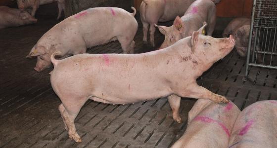 Porcs 