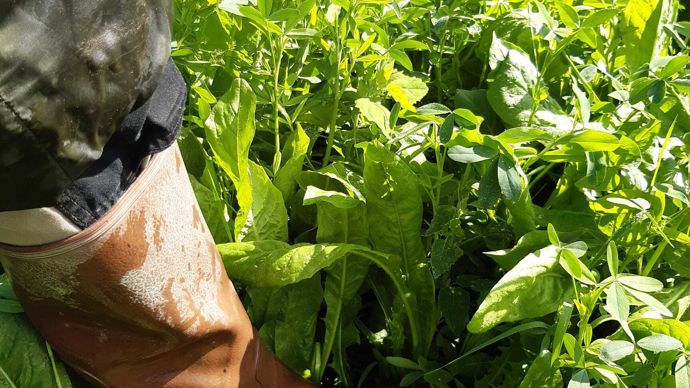 La chicorée, comme le plantain, réduit les émissions de méthane entérique.