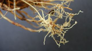 Heterodora avenae est présent dans le sol et affaiblit les plantes en s’attaquant aux racines. Heterodora avenae est présent dans le sol et affaiblit les plantes en s’attaquant aux racines.