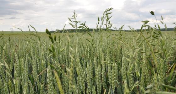 Brome et vulpin dans des épis de blé tendre.