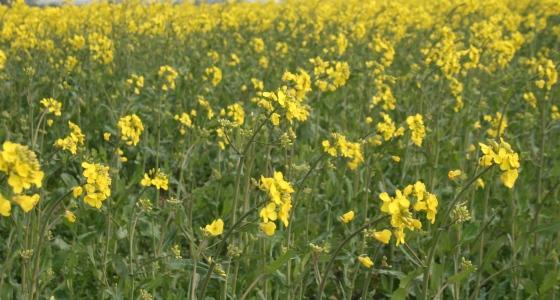 Les méligèthes se nourrissent des boutons floraux avant le début de la floraison. Dès la floraison engagée, l'insecte n'est quasiment plus nuisible.