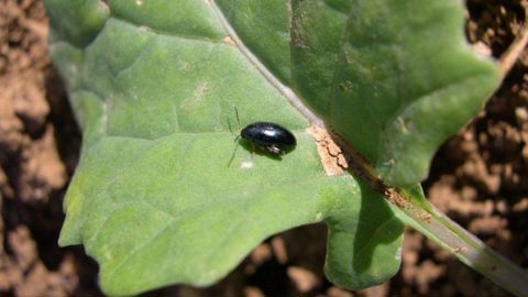 L’altise d’hiver adulte est active surtout dans les premières heures qui suivent la tombée de la nuit.