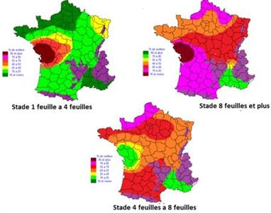 Stades des colzas au 1er novembre 2012.
