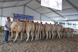 La SCEA Sazy rafle les récompenses. Elle repart avec le prix d'élevage, championne femelle suitée, et championne femelle espoir. La SCEA Sazy rafle les récompenses. Elle repart avec le prix d'élevage, championne femelle suitée, et championne femelle espoir.