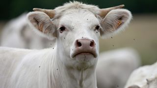 Transmise par des piqûres de moucherons venus tout droit d'Espagne, la maladie hémorragique épizootique (MHE) est apparue en France cette semaine. Transmise par des piqûres de moucherons venus tout droit d'Espagne, la maladie hémorragique épizootique (MHE) est apparue en France cette semaine.
