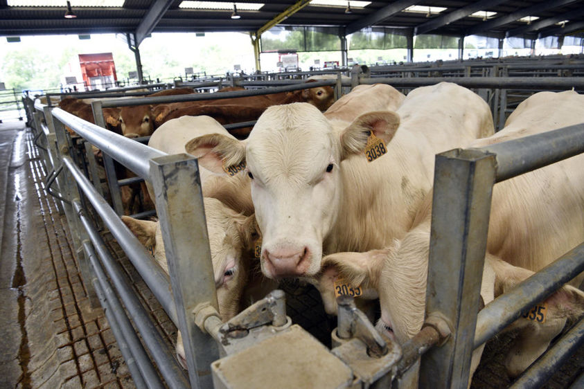 Désormais, avec l'inflation, la question de la valorisation du cheptel spécialisé en viande bovine se pose.