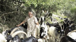 Stéphane accompagne les chèvres au départ pour leur donner une direction, puis il les laisse pâturer seules dans la garrigue.