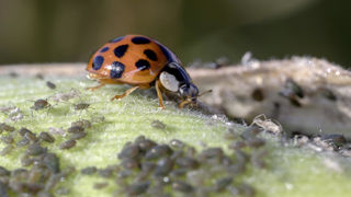 Pour IBMA, le biocontrôle ne peut s'envisager qu'en combinaison avec d'autres leviers, tels que le choix variétal, les outils d'aide à la décision, le machinisme ou encore l'agronomie. Pour IBMA, le biocontrôle ne peut s'envisager qu'en combinaison avec d'autres leviers, tels que le choix variétal, les outils d'aide à la décision, le machinisme ou encore l'agronomie.