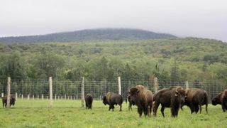 Anouk Caron et son conjoint Patrick Strickler sont copropriétaires de la ferme « Rustick Bison ». Acheter une terre agricole au Québec relève d'un parcours de combattant. Anouk Caron et son conjoint Patrick Strickler sont copropriétaires de la ferme « Rustick Bison ». Acheter une terre agricole au Québec relève d'un parcours de combattant.